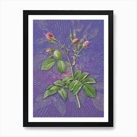 Vintage Evrat's Rose with Crimson Buds Botanical Illustration on Veri Peri n.0545 Art Print