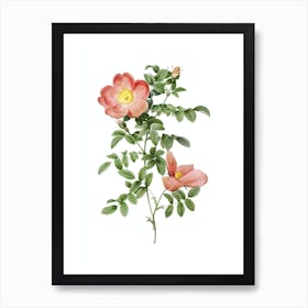 Vintage Red Sweetbriar Rose Botanical Illustration on Pure White Art Print