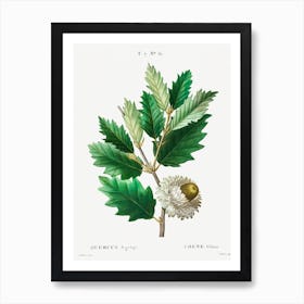 Valonian Oak, Pierre Joseph Redoute Art Print