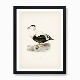 Somateria Mollissima, The Von Wright Brothers Art Print