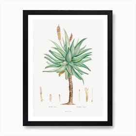 Aloe Ferox Image From Histoire Des Plantes Grasses, Pierre Joseph Redouté Art Print