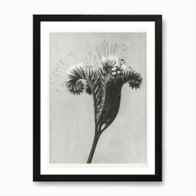 Lacy Phacelia (1928), Karl Blossfeldt Art Print