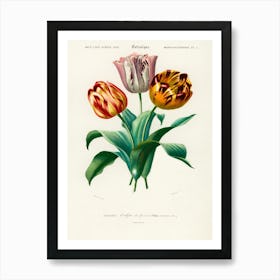 Didier's Tulip (Tulipa Gesneriana), Charles Dessalines D'Orbigny Art Print