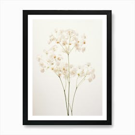 Pressed Flower Botanical Art Gypsophila Babys Breath Art Print