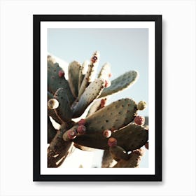 Pricky Pear Cactus Art Print