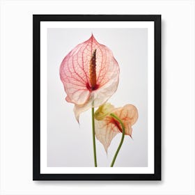 Pressed Flower Botanical Art Flamingo Flower 2 Art Print