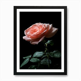 Pink Rose Isolated On Black Background 4 Poster