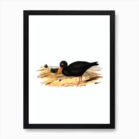 Vintage Sooty Oyster Catcher Bird Illustration on Pure White n.0220 Art Print