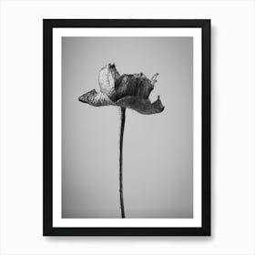 Single Flower Art Print