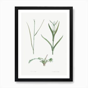 Plant Stem, Pierre Joseph Redoute Art Print