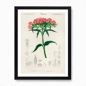 Sweet William (Dianthus Barbatus), Charles Dessalines D' Orbigny Art Print