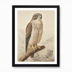 Vintage Bird Drawing Eurasian Sparrowhawk 2 Art Print