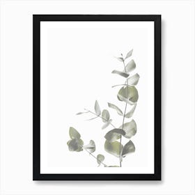Green Eucalyptus Art Print