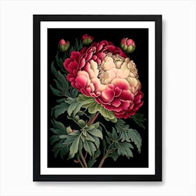 Monsieur Jules Elie Peonies Pink Vintage Botanical Art Print