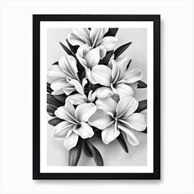 Freesia B&W Pencil 1 Flower Art Print