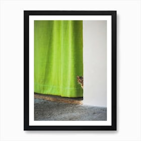 Cat And The Curtain Art Print