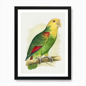 Parrot 32 Art Print