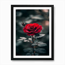 Red Rose Wallpaper Art Print