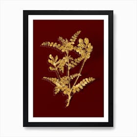 Vintage Calophaca Wolgarica Botanical in Gold on Red n.0609 Art Print