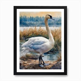 Turquoise Tundra Swan Art Print