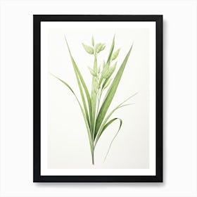 Lemon Grass Vintage Botanical Herbs 1 Art Print