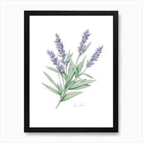 Lavender Herb Sprig - Botanical Wall Print Set | Floral Collection Art Print
