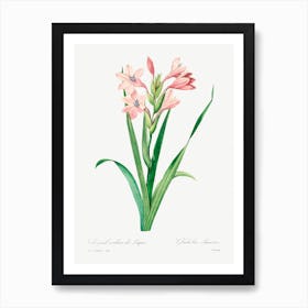 Sword Lily, Pierre Joseph Redoute 1 Art Print