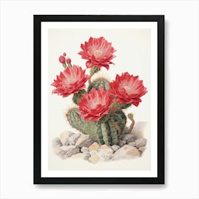 Vintage Cactus Illustration Acanthocalycium Cactus 1 Art Print