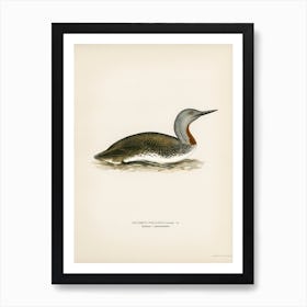 Red Throated Loon, The Von Wright Brothers Art Print