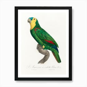 Blue Fronted Amazon Parrot, From Natural History Of Parrots, Francois Levaillant Art Print