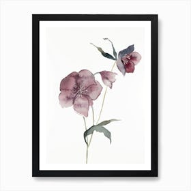 Hellebore 14 Art Print