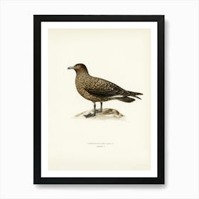 Great Skua, The Von Wright Brothers Art Print