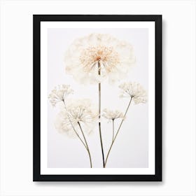 Pressed Wildflower Botanical Art Queen Annes Lace 1 Art Print