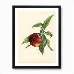 Vintage Illustration Of Pine Apple Nectarines, John Wright Art Print