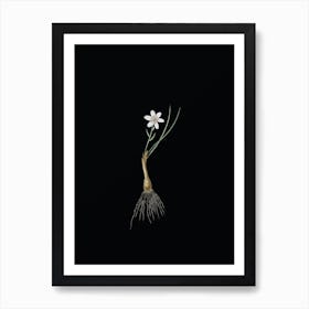 Vintage Snowdon Lily Botanical Illustration on Solid Black n.0570 Art Print