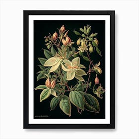 Honeysuckle 1 Floral Botanical Vintage Poster Flower Art Print