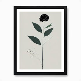 Elderberry Herb Simplicity Art Print