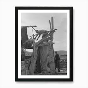 Tossing Fleece Into Wool Bag, Sheep Shearing Time In Malheur County, Oregon By Russell Lee Art Print