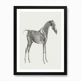 The Anatomy Of The Horse (1853) By George Stubbs 1b Art Print