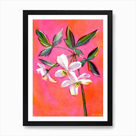 Pink Clematis Flower Art Print
