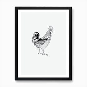 Rooster B&W Pencil Drawing 4 Bird Art Print