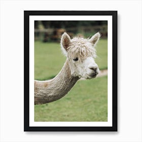 Alpaca Art Print