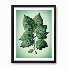 Mint Leaf Vintage Botanical 3 Art Print