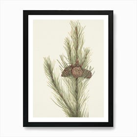 Pine Cones 3 Art Print