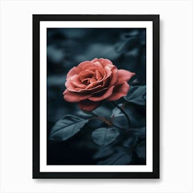 Dark Rose 102 Art Print