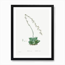 Aloe Retusa, Pierre Joseph Redoute Art Print