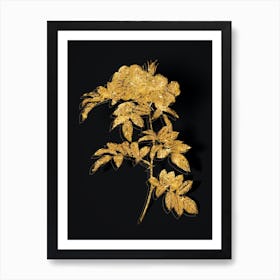 Vintage Shining Rosa Lucida Botanical in Gold on Black n.0458 Art Print
