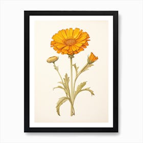 Calendula Pot Marigold Vintage Botanical Herbs 2 Art Print