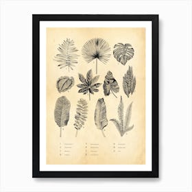 Botanical Ferns Natural History Collection Art Print