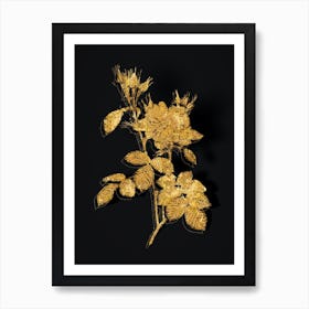 Vintage Autumn Damask Rose Botanical in Gold on Black n.0218 Art Print